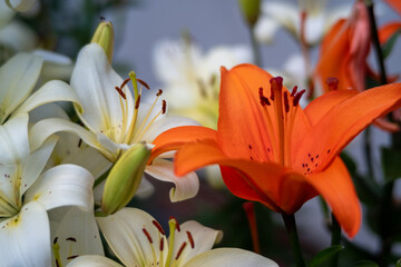 a close up of a flower