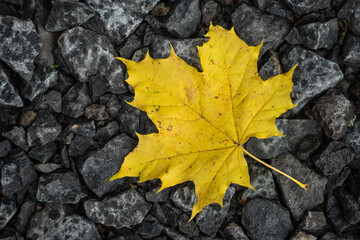 yellow maple leaf on the ground