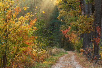 Golden autumn road, Goczałkowice Poland