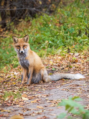 Close up of a red fox Vulpes vulpes, sitting on a path in the forest.