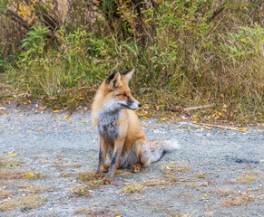 Close up of a red fox Vulpes vulpes, sitting on a path in the forest.