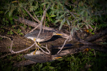 The young Green heron (Butorides virescens) on the hunt