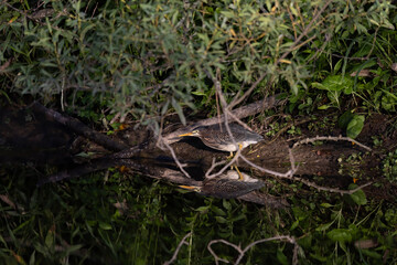 The green heron (Butorides virescens) is small heron of north america