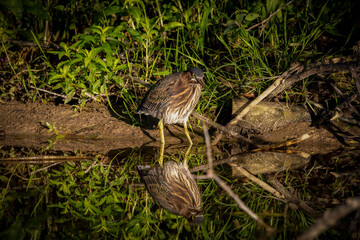 The green heron (Butorides virescens) is small heron of north america