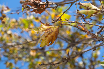 sycamore tree branches and leaves in autumn
