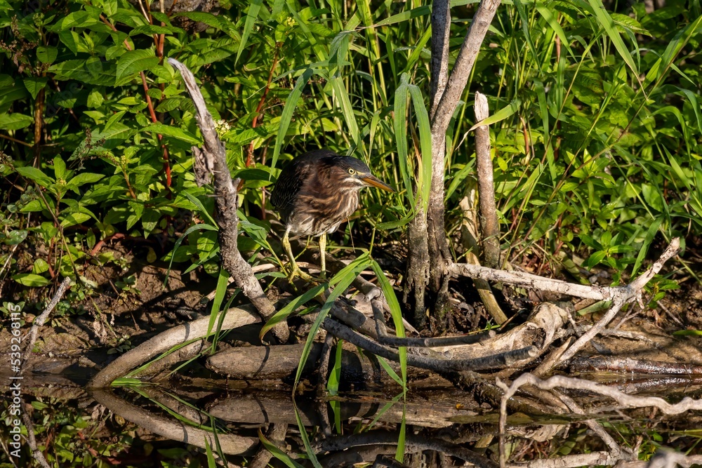 Canvas Prints The young Green heron (Butorides virescens) on the hunt