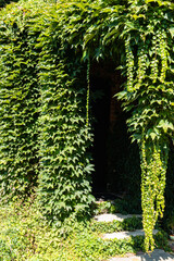 Fototapeta premium Leaves of Parthenocissus quinquefolia (creeping Virginia, Victoria creeper, five-leaf ivy). Hanging branches of grapes along walls. Texture of leaves for design and decoration of country houses.