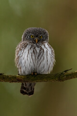 Eurasian pygmy owl portrait on tree