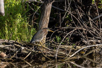 The young Green heron (Butorides virescens) on the hunt