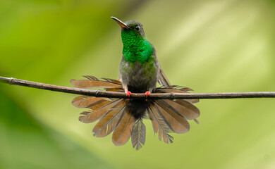Bronzed-tailed hummingbird stretching out after a downpoor in the rainforest of Costa Rica