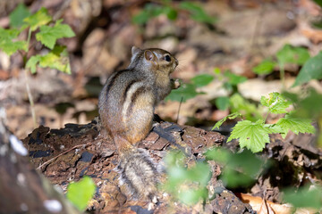 Naklejka na ściany i meble The young eastern chipmunk (Tamias striatus) . Is a chipmunk species found in eastern North America