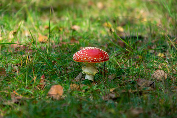 poisonous fly agaric mushroom in autumn