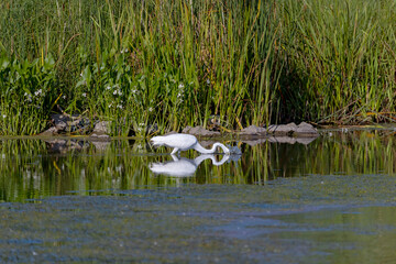 The great egret (Ardea alba) on the hunt. This bird also known as the common egret, large egret, or  great white egret or great white heron.