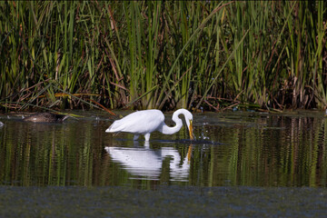 The great egret (Ardea alba) on the hunt. This bird also known as the common egret, large egret, or  great white egret or great white heron.