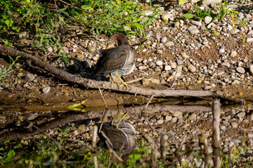 The green heron (Butorides virescens) is small heron of north america