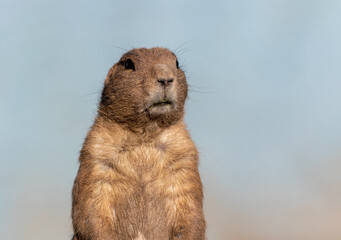 Prairie Dog, Cynomys, closeup standing against soft blue background