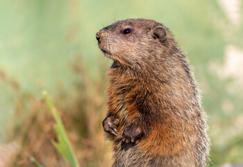 Naklejka na ściany i meble Groundhog, marmota monax, closeup standing with soft green background copy space