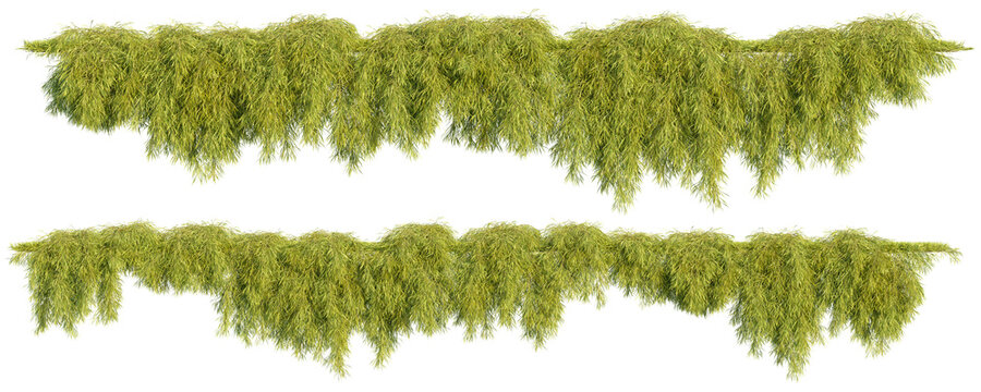 Moss Isolated Images – Browse 111,666 Stock Photos, Vectors, and ...