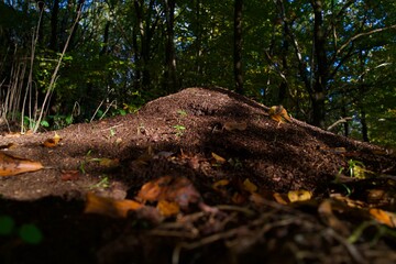 anthill in the green forest