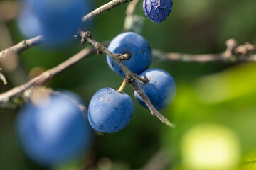 Blackthorn with blue berry on the branch, warm sunny light, shallow depth of the field. Autumn...