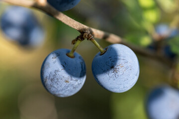 Blackthorn with blue berry on the branch, warm sunny light, shallow depth of the field. Autumn...