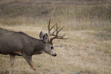 Deer in a Field
