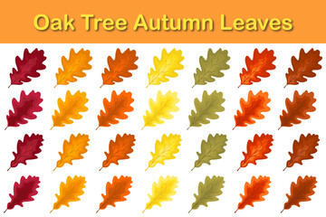 Oak Tree Rowan Leaf Set