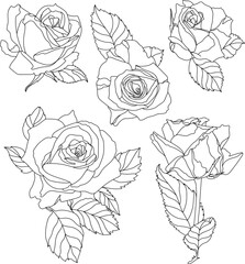 Rose flowers graphic illustration set