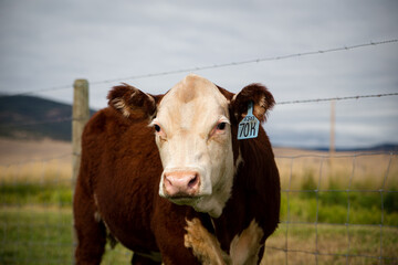 Hereford cattle
