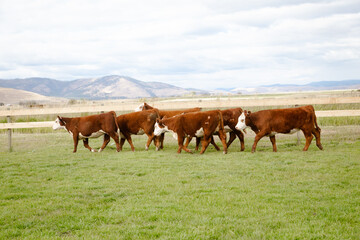 Fototapeta na wymiar cattle Hereford and black Angus