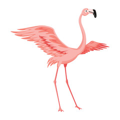 Pink flamingo. Exotic tropical bird character. Isolated wildlife animal. Nature wild fauna. Cute african bird standing