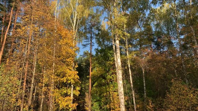 Autumn forest with yellow leaves background in sunny day
