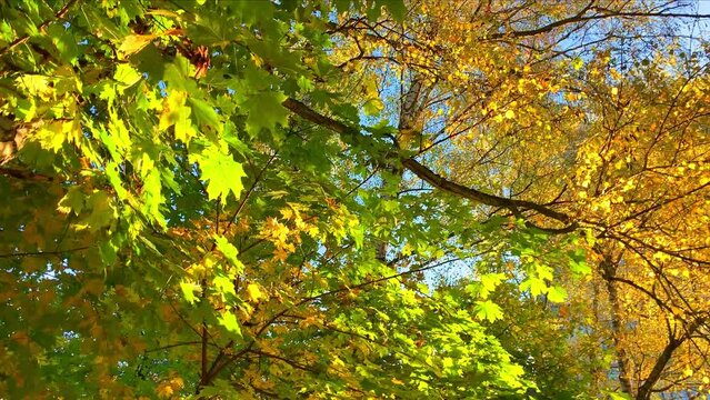 Autumn forest with yellow leaves background in sunny day
