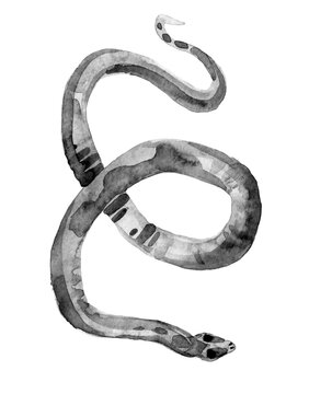 Black snake isolated on white background. Watercolor illustration of snake Chinese Zodiac animals concept