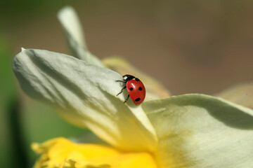 Red ladybug sitting on flower