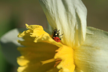 Red ladybug sitting on flower