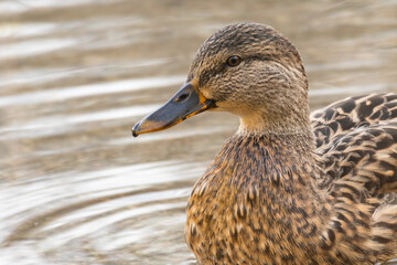 Close-up of a Mallard or Wild Duck Anas platyrhynchos