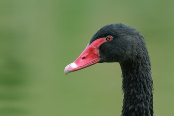 Black swan Cygnus atratus. Bird's head in the wild © Tatiana