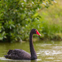 Black swan swimming in the rain on the lake. Cygnus atratus