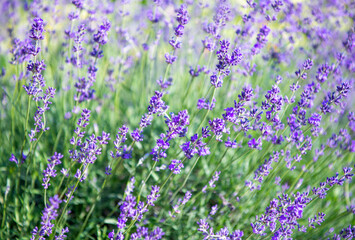 Obraz premium Selective and soft focus on lavender flower, beautiful lavender flower in summer