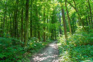 a path is in the green forest