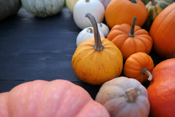 Autumn pumpkins, squashes on black wooden background.