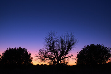 Fototapeta na wymiar Beautiful sunset. Nature background. Silhouettes of a tree. 