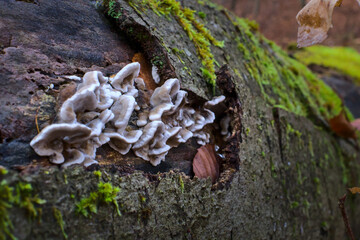 Moss and mushrooms grows on moist trees on the wood. 