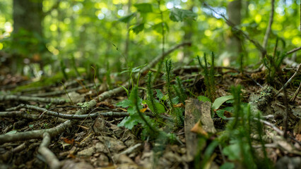 Forest
