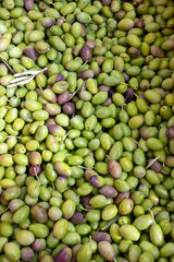 temporada de cosecha de aceitunas orgánicas recién cosechadas españolas. Aceitunas frescas verdes listas para la extracción de aceite de oliva.
Agricultura tradicional.
