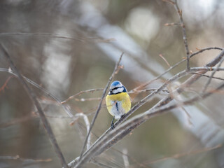 Fototapeta premium Cute bird, Eurasian blue tit, songbird sitting on a branch without leaves in the autumn or winter