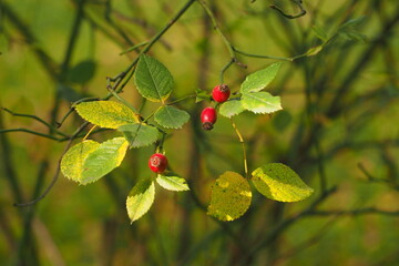 Czerwone jagody jesienią