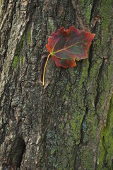 Kolorowy liść na tle kory drzewa
