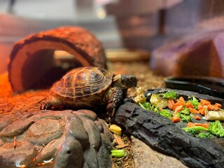 Little turtle eating carrots and broccoli from a rocky dish in a terrarium with red light